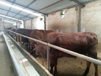 利木赞牛m_志趣网的简单介绍 利木赞牛m_志趣网的简单介绍