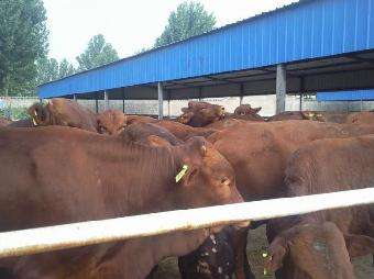 利木赞牛m_志趣网的简单介绍 利木赞牛m_志趣网的简单介绍