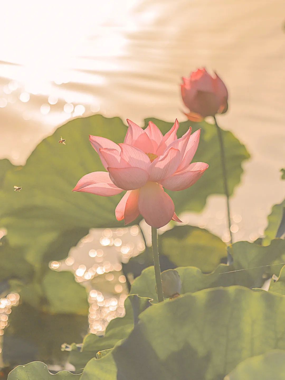 关于低价刷QQ赞网站南荷的信息